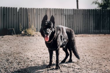 Büyük kulaklı, kahverengi gözlü ve pembe dilli siyah safkan bir köpek. Büyük siyah bir Alman çoban köpeği köpek ahırında duruyor ve güneşli bir günde poz veriyor..