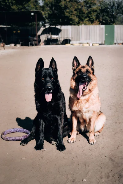 Encantadores perros de pura raza, un niño y una niña. Dos pastores alemanes adultos de color rojo negro y negro se sientan y juegan con un juguete de anillo de perro lila. —  Fotos de Stock