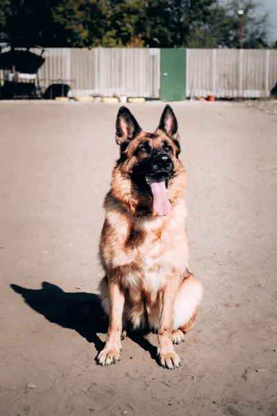 Perro adulto pura sangre encantador. Una hermosa pastora alemana negra y roja con ojos marrones inteligentes se sienta en la arena y descansa después de un paseo.. —  Fotos de Stock