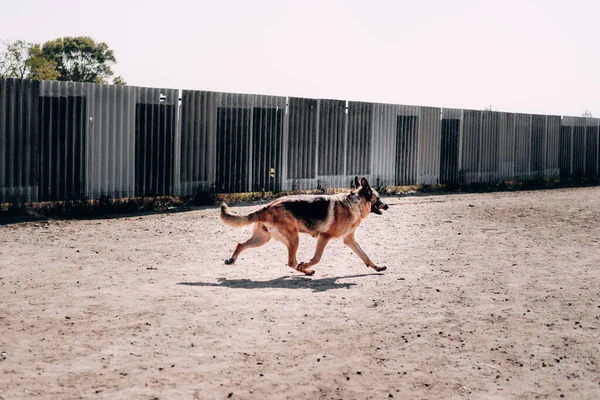 Una hermosa hembra negra y roja pastor alemán corre alrededor del patio de recreo perro, el perro está en un paseo. Perro adulto pura sangre encantador. —  Fotos de Stock