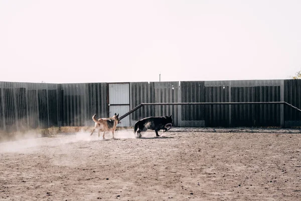 Juegos activos con el perro al aire libre. Un pastor alemán negro y negro y rojo está jugando con un juguete y corriendo alrededor del patio de recreo del perro, y el polvo está de pie en una columna. —  Fotos de Stock