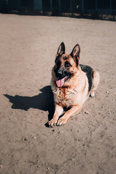 Perro adulto pura sangre encantador. Una hermosa hembra negra y roja pastor alemán con ojos marrones inteligentes yace en la arena y descansa después de un paseo. —  Fotos de Stock