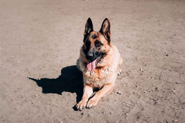 Perro adulto pura sangre encantador. Una hermosa hembra negra y roja pastor alemán con ojos marrones inteligentes yace en la arena y descansa después de un paseo. — Foto de Stock