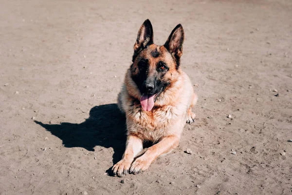 Perro adulto pura sangre encantador. Una hermosa hembra negra y roja pastor alemán con ojos marrones inteligentes yace en la arena y descansa después de un paseo. — Foto de Stock