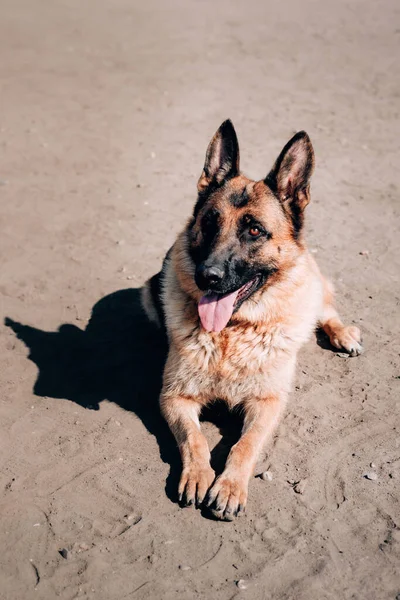 Perro adulto pura sangre encantador. Una hermosa hembra negra y roja pastor alemán con ojos marrones inteligentes yace en la arena y descansa después de un paseo. —  Fotos de Stock