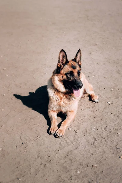 Perro adulto pura sangre encantador. Una hermosa hembra negra y roja pastor alemán con ojos marrones inteligentes yace en la arena y descansa después de un paseo. —  Fotos de Stock