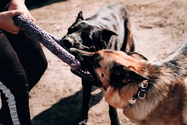 두 마리의 개가 개 놀이를 하고 노천에서 신선 한 공기를 마시며 걷는다. 검은 색과 붉은 색의 아름다운 독일의 두 성인 목자 개 장난감 반지와 싸움을 벌이다. — 스톡 사진