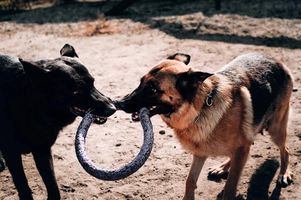 Dva psi si hrají a procházejí se na čerstvém vzduchu po hřišti. Dva krásní dospělí němečtí ovčáci černé a černé a červené barvy hrát tahání-of-war s kroužkem psí hračky. — Stock fotografie