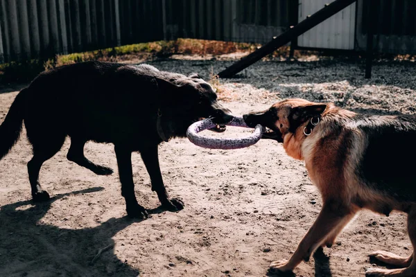 Dwa psy bawią się i spacerują na świeżym powietrzu na placu zabaw dla psów. Dwa piękne dorosłe owczarki niemieckie czarno-czarny i czerwony kolor gry holownik wojny z pierścieniem zabawki psa. — Zdjęcie stockowe