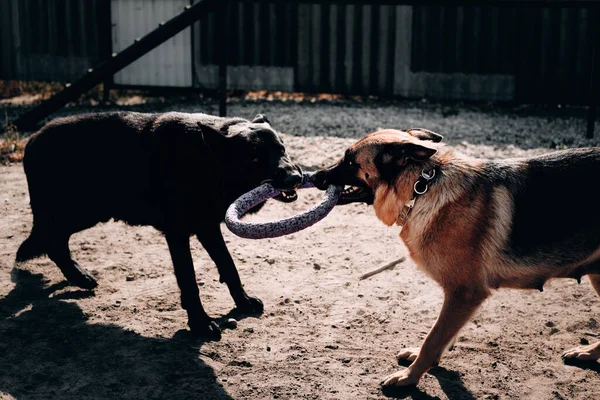 Dos perros juegan y caminan al aire libre en el patio del perro. Dos hermosos pastores alemanes adultos de color negro y negro y rojo juegan tira y afloja con un anillo de juguete para perros. —  Fotos de Stock