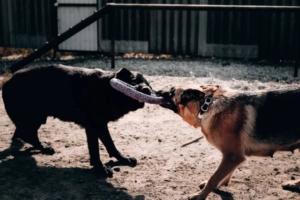 Dos perros juegan y caminan al aire libre en el patio del perro. Dos hermosos pastores alemanes adultos de color negro y negro y rojo juegan tira y afloja con un anillo de juguete para perros. —  Fotos de Stock