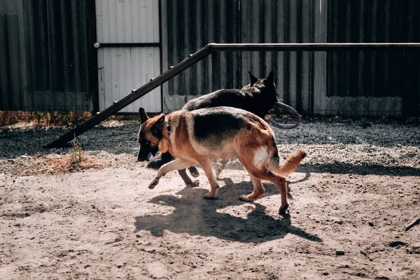 Perrera de perros de raza alta de trabajo y crianza expositiva. Dos pastores alemanes de color rojo negro y negro juegan y corren sobre la arena en el perro Playground. —  Fotos de Stock