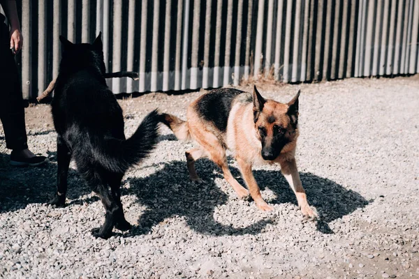 Perrera de perros de raza alta de trabajo y crianza expositiva. Dos pastores alemanes de color rojo negro y negro juegan y corren sobre la arena en el perro Playground. — Foto de Stock