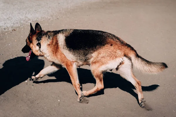 一只漂亮的黑红相间的德国牧羊犬在操场上跑来跑去，这只狗在散步。成年纯种迷人的狗. — 图库照片