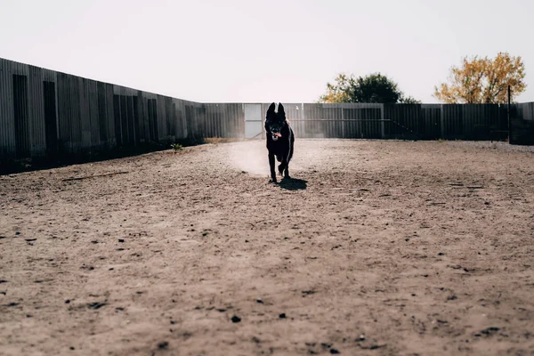Pasatiempo activo con un perro al aire libre en el Parque. Un hermoso pastor alemán de color negro corre alrededor del patio de recreo del perro, sacando la lengua y de pie como un pilar. —  Fotos de Stock