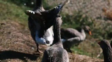Gri safkan köy kazları etrafta dolaşıp ot yiyorlar. Büyüleyici evcil kuşlar yeşil bir düzlükte bir grup halinde yürür..