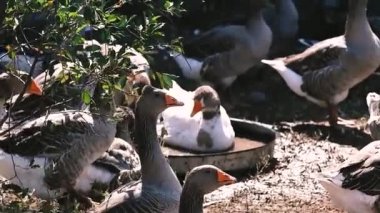 Gri safkan köy kazları etrafta dolaşıp ot yiyorlar. Büyüleyici evcil kuşlar yeşil bir açıklıkta bir grup halinde yürürler. Bir kaz havuzda yüzer ve tüylerini ıslatır..