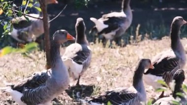 Gri safkan köy kazları etrafta dolaşıp ot yiyorlar. Büyüleyici evcil kuşlar yeşil bir düzlükte bir grup halinde yürür..