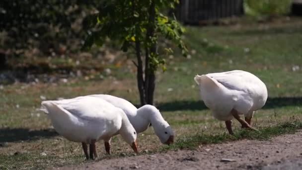 Белые Гуси Гуляют Кусают Траву Очаровательные Домашние Птицы Ходят Зеленой — стоковое видео