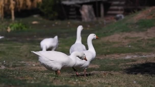 Белые Гуси Гуляют Кусают Траву Очаровательные Домашние Птицы Ходят Зеленой — стоковое видео