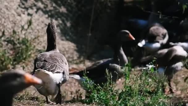 Gri Safkan Köy Kazları Etrafta Dolaşıp Yiyorlar Büyüleyici Evcil Kuşlar — Stok video