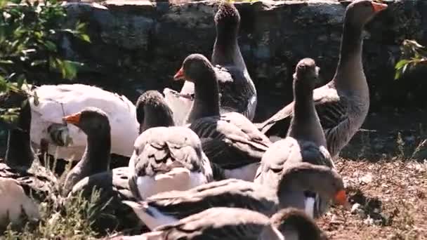Gri Safkan Köy Kazları Etrafta Dolaşıp Yiyorlar Büyüleyici Evcil Kuşlar — Stok video