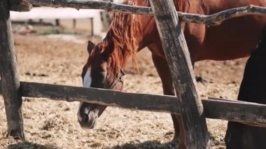 Kafasında beyaz bir şerit olan güzel kahverengi bir aygır bir çiftlikte ahşap bir çayırın arkasında duruyor ve saman ve saman yiyor. Muhteşem yeleli safkan bir atın büyüleyici köyü..