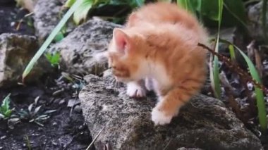 Küçük çizgili, kırmızı bir kedi yavrusu parkta ilk kez yürüyor. Aylık utangaç kedi yavrusu doğa yürüyüşüne çıkmış..