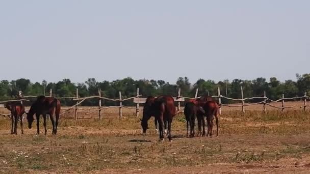 Mladí Dospělí Hnědí Koně Stojí Výběhem Farmě Pasou Zvědaví Koně — Stock video