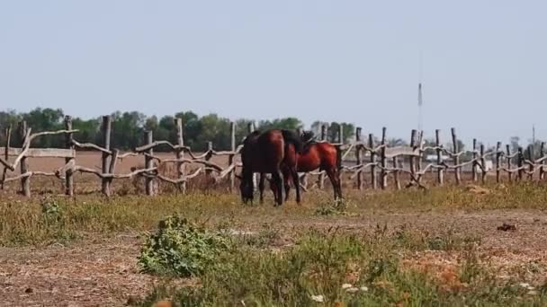 年轻的和成年的棕色马站在农场的围场后面吃草 好奇的马吃干草 一群家养的纯种马和马驹 — 图库视频影像