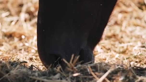 Koňská Farma Seno Sláma Krásný Dospělý Tmavě Hnědý Hřebec Zblízka — Stock video