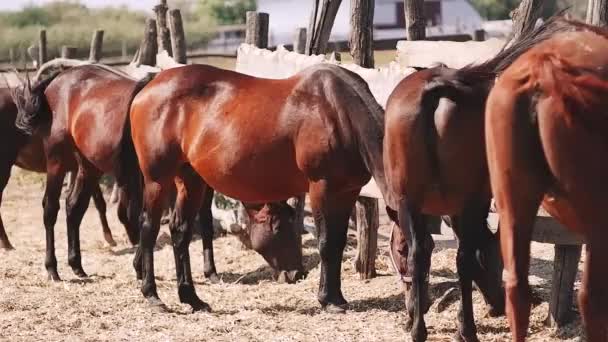 Rodina Hnědých Plnokrevných Koní Stojí Výběhem Seno Slámu Zadní Pohled — Stock video