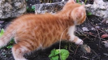 Küçük çizgili, kırmızı bir kedi yavrusu parkta ilk kez yürüyor. Aylık utangaç kedi yavrusu doğa yürüyüşüne çıkmış..