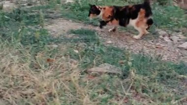 Sevimli bir kedi bir fare yakalar ve onunla oynar. Üç renkli kedi fare avcısı çimenlerin arasında koşar ve bir fare avlar..
