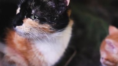 Üç renkli evcil bir kedi ve küçük kırmızı bir kedi bir çiçek tarhında yan yana otururlar. Anne kedi ve küçük çizgili kırmızı kedi yavrusu ilk kez parkta yürüyorlar..