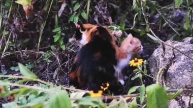 Üç renkli evcil bir kedi ve küçük kırmızı bir kedi bir çiçek tarhında yan yana otururlar. Anne kedi ve küçük çizgili kırmızı kedi yavrusu ilk kez parkta yürüyorlar..