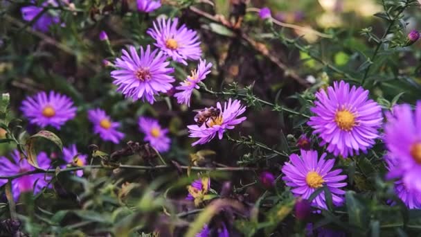 Różowe Kwiaty Żółtym Centrum Pistil Stempel Pszczoła Domowa Siada Kwiatku — Wideo stockowe