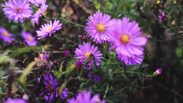 Roze Bloemen Met Geel Centrum Stamper Meeldraden Een Bij Zit — Stockvideo