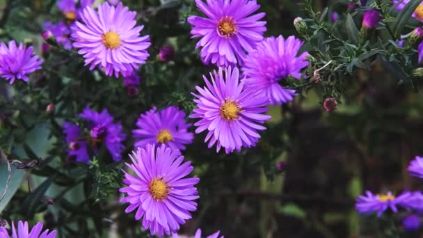 Une Belle Fleur Lilas Famille Des Asteraceae Pousse Dans Lit — Video