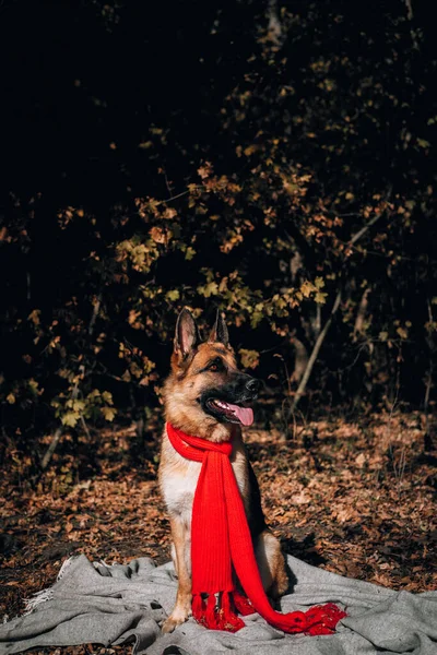 Kırmızı Eşarplı Bir Alman Çoban Köpeği Sarı Bir Sonbahar Ormanında — Stok fotoğraf