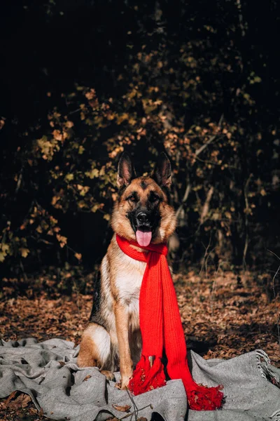 Kırmızı Eşarplı Bir Alman Çoban Köpeği Sarı Bir Sonbahar Ormanında — Stok fotoğraf