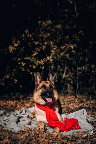 Sonbahar Fotoğraf Çekimindeki Sevimli Meraklı Safkan Köpek Takvim Için Köpeğin — Stok fotoğraf