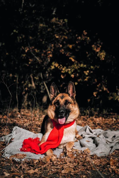 Charming curious thoroughbred dog at an autumn photo shoot. Beautiful picture of the dog for calendar. A German shepherd with a red scarf lies on a gray blanket in a yellow autumn forest and poses.