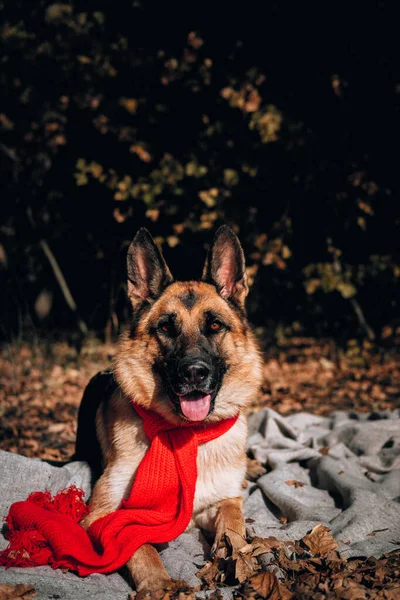 Charming curious thoroughbred dog at an autumn photo shoot. Beautiful picture of the dog for calendar. A German shepherd with a red scarf lies on a gray blanket in a yellow autumn forest and poses.
