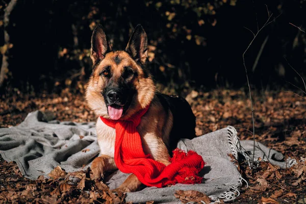 Uroczy Ciekawy Pies Czystej Krwi Jesiennej Sesji Zdjęciowej Piękne Zdjęcie — Zdjęcie stockowe