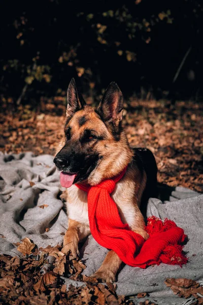 Sonbahar Fotoğraf Çekimindeki Sevimli Meraklı Safkan Köpek Takvim Için Köpeğin — Stok fotoğraf
