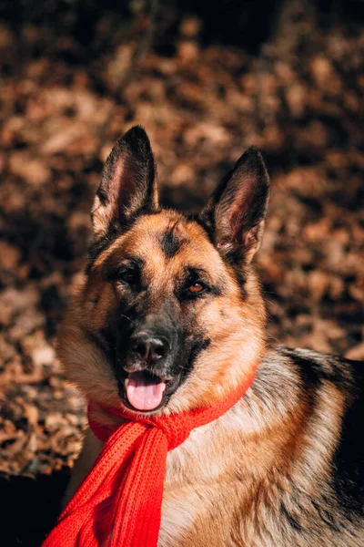 Takvim Için Güzel Bir Köpek Resmi Kırmızı Örgü Eşarplı Siyah — Stok fotoğraf