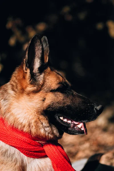 カレンダーのための犬の美しい写真 赤いニットのスカーフで黒と赤のドイツの羊飼いの肖像画 魅力的なサラブレッドフレンドリーな犬 黄金の葉を背景に羊飼いの犬 — ストック写真