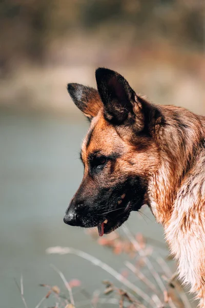 Czysty Pies Tle Żółtego Jesiennego Lasu Wysokiej Jakości Zdjęcie Psa — Zdjęcie stockowe