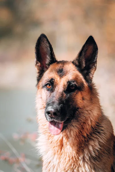 Portret Van Een Zwart Rode Duitse Herder Met Toegewijde Bruine — Stockfoto